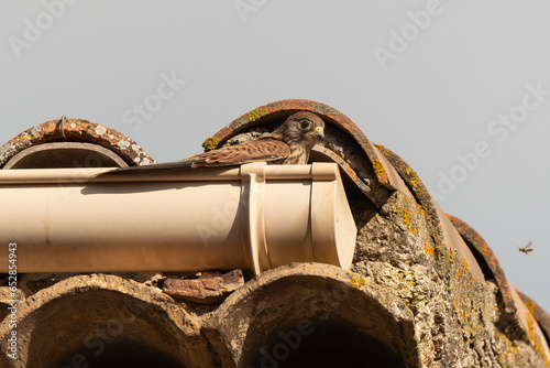 Faucon crécerellette,.Falco naumanni, Lesser Kestrel photo