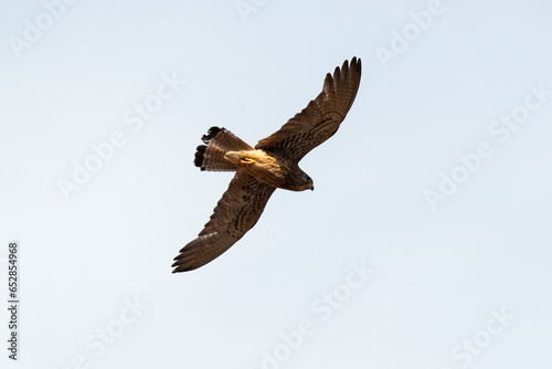 Faucon crécerellette,.Falco naumanni, Lesser Kestrel