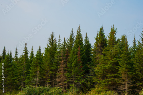 Fototapeta Naklejka Na Ścianę i Meble -  Tall green pines tree at edge of forest against gray sky in northern Maine
