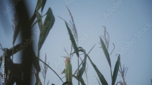 Corn Stalks In The Wind
