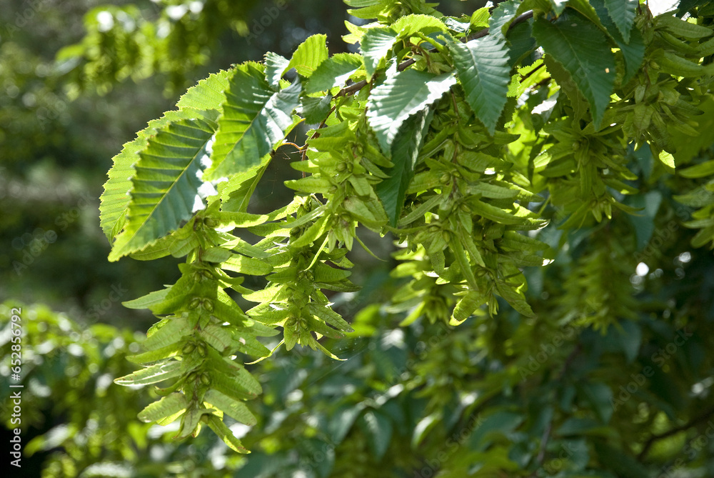 Carpinus betulus , Charme Carpinus betulus , Charme