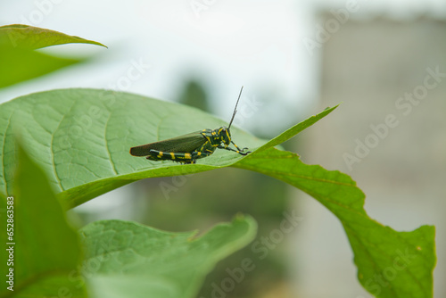 Soldier grasshopper, or flag grasshopper, due to the green and yellow colors reminiscent of the Brazilian flag, on top of leaves.