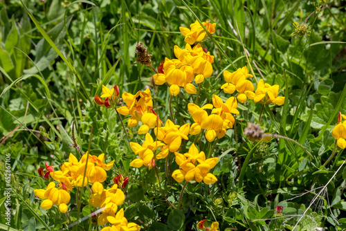 Walking in the highlands in a natural park  during the flowering of plants and warm weather.