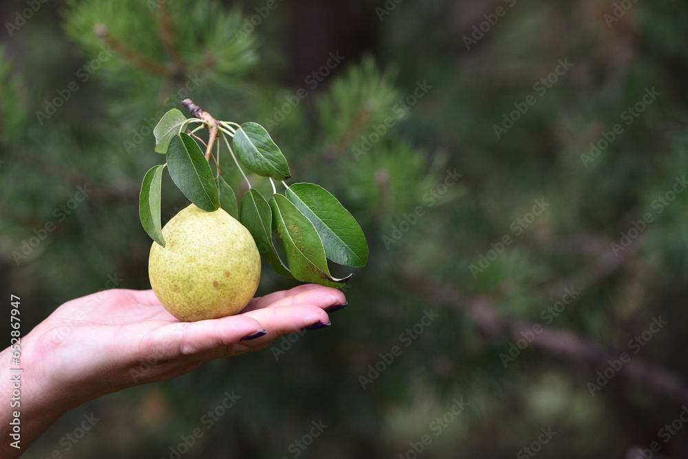 pear in hand. Hand holding fresh bio pears isolated on natural ...