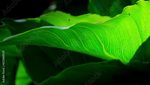 Video of lush green tropical leaves, sunlight creating an abstract backdrop, starring the elegance of Lilly leaves.