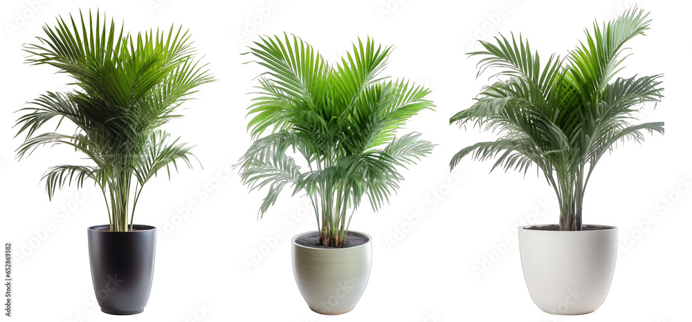 Tropical house fishtail palm plant in modern pot or vase isolated on transparent background generative ai - obrazy, fototapety, plakaty 