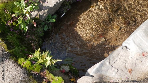 top down view to the small waterflow in water way or furrow surrounding with green small bush in summer sunny sunnshine day photo