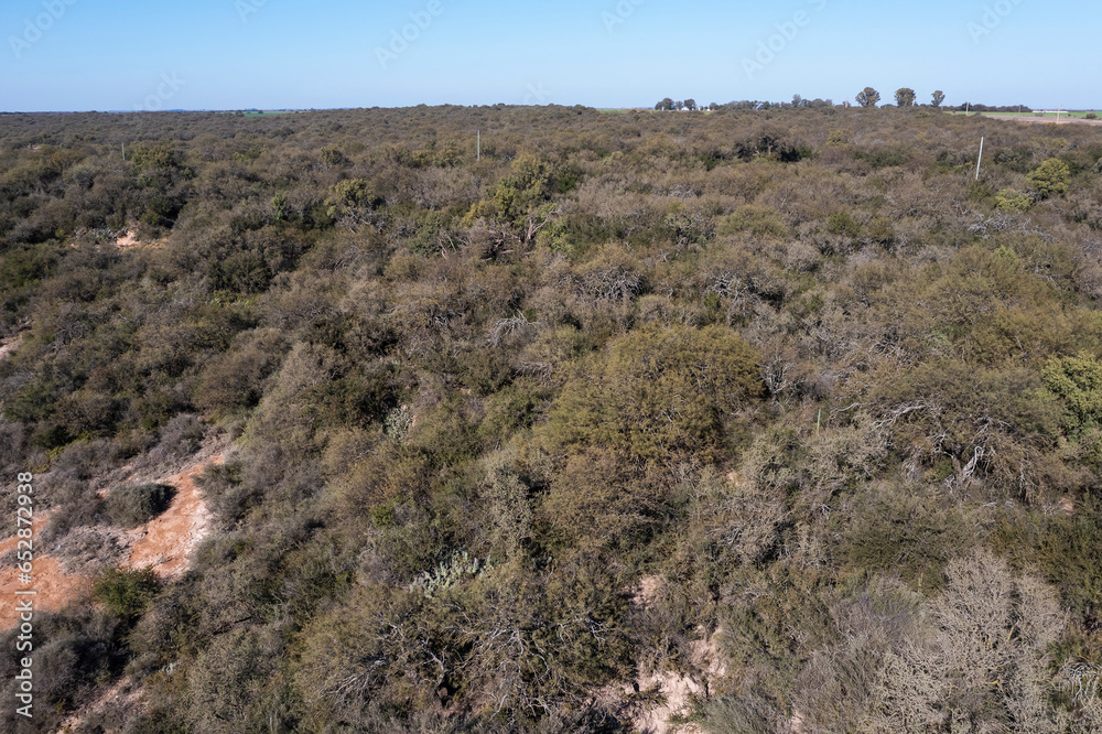 Pampas forest, Calden tree, Prosopis Caldenia, endemic species in La Pampa, Patagonia, Argentina