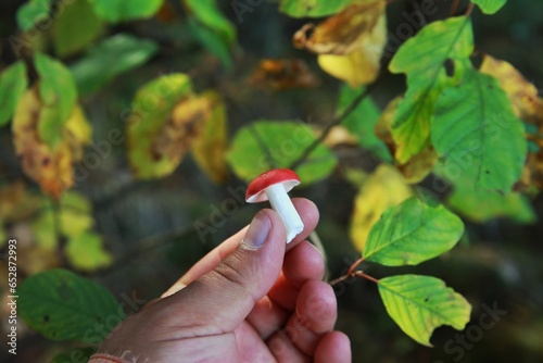 Autumn leaves in the background and a beautiful red mushroom in hand