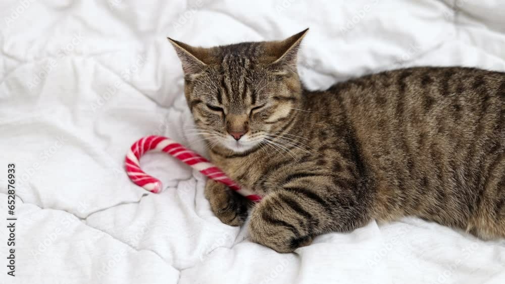 tabby cat kitty with small santa claus cap hat or candy christmas cane, lights garland sleeping in bed on blanket.happy new year winter holiday. adorable kitten domestic pet. tabby cat kitty with small santa claus cap hat or candy christmas cane, lights garland sleeping in bed on blanket.happy new year winter holiday. adorable kitten domestic pet.