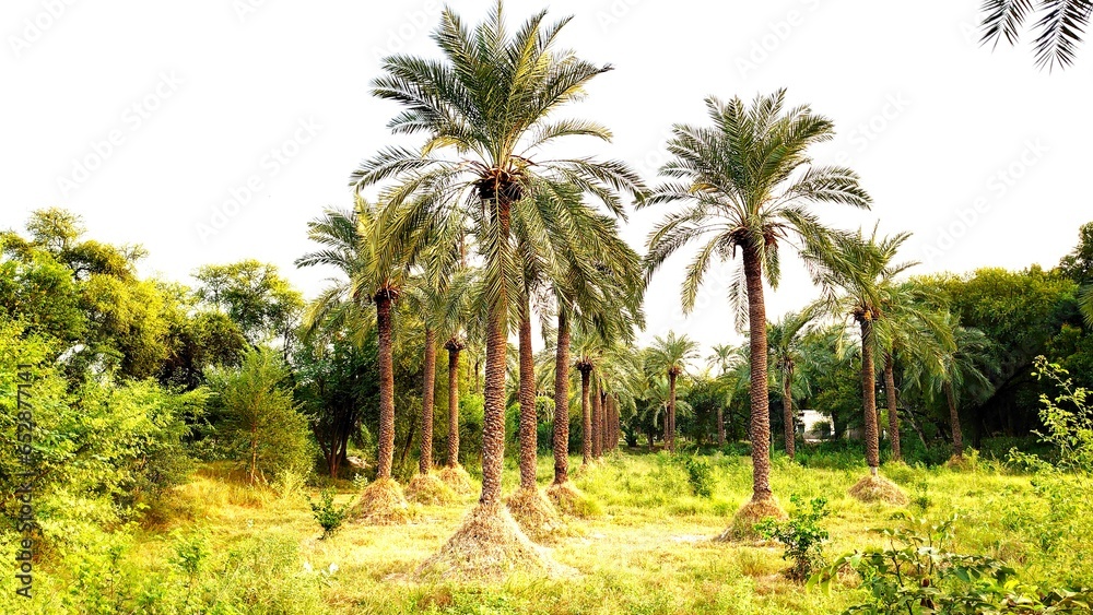 palm trees in the garden