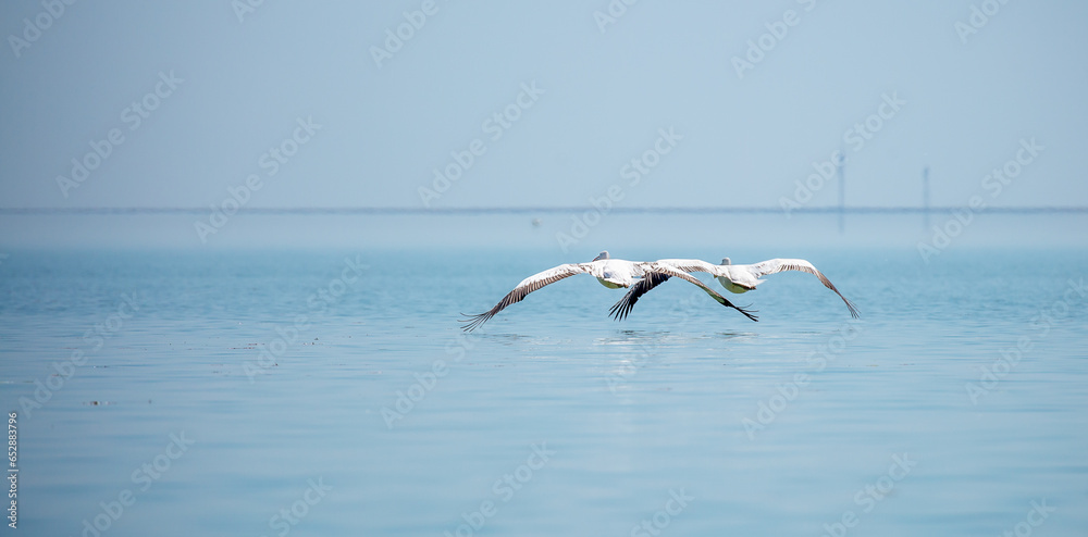 Naklejka premium Flying pelicans in the blue sky. Waterfowl at the nesting site. A flock of pelicans walks on a blue lake.