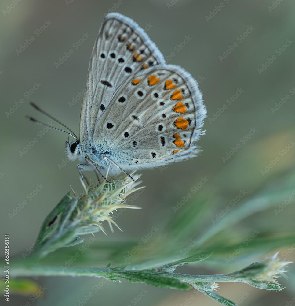 Fototapeta premium A colorful field butterfly with a heart-shaped pattern on its wings hanging on a branch