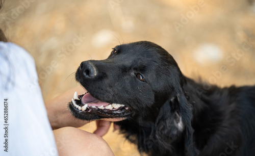 A cute black happy puppy with sparkly white teeth leaning into a hand to get some neck scratches