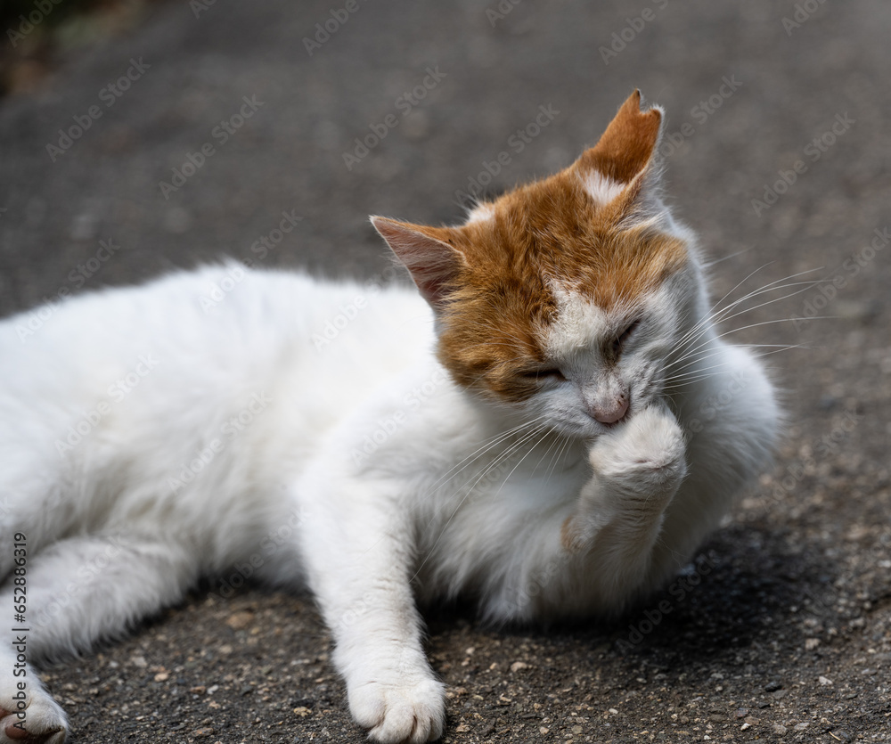 A cute white and orange kitty lying on the asphalt licking it's paw