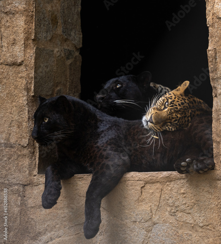 A family of big wild cats. two black panthers and a leopard cuddling on top of each other