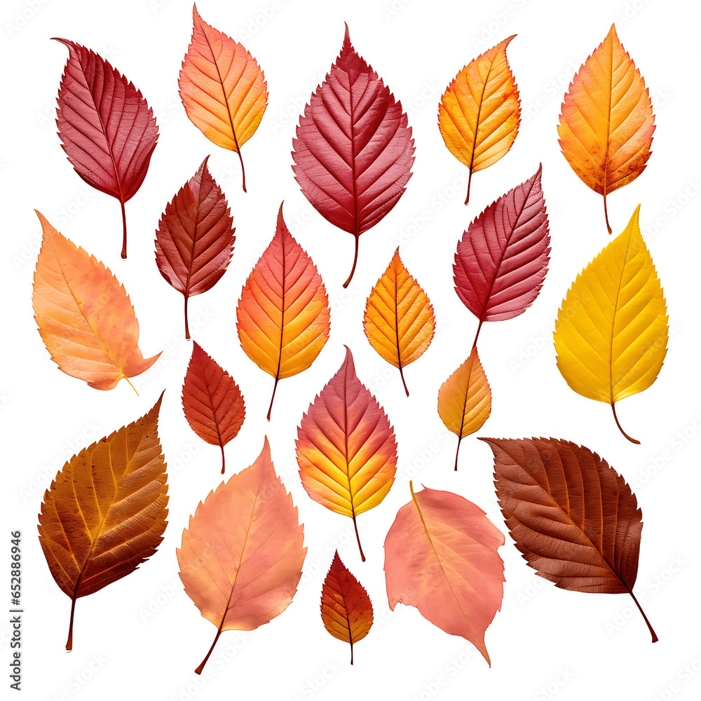 Autumn Leaves Collection Isolated on Transparent or White Background, PNG