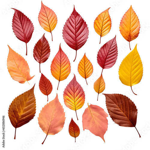 Autumn Leaves Collection Isolated on Transparent or White Background, PNG