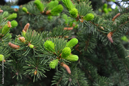 branch of pine tree with light and dark green needles copy space wallpaper 