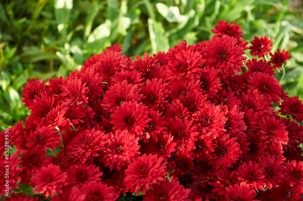 Full-frame background of red garden chrysanthemums in autumn Full-frame background of red garden chrysanthemums in autumn