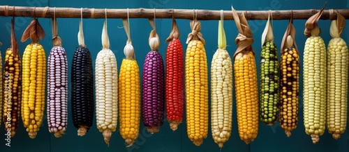 I couldn t resist capturing a photo of the colorful corn varieties in a small village in Quintana Roo where an farming traditions persist