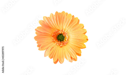 chrysanthemum flower on transparent background