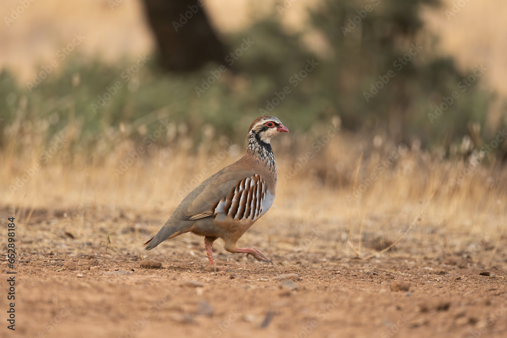 closeup of a partridge in the field
