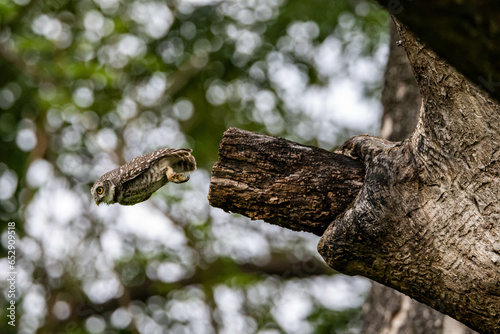 Spotted owl diving to hunt prey from a tree branch, flying owlet.