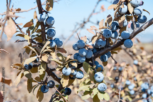 Photography Branch of blackthorn bush with sloe berries