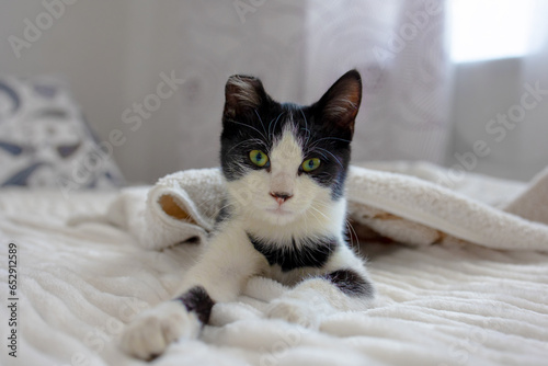 A cute black and white kitten with one ear is lying on the bed on a white blanket. Caring for and caring for pets with injuries.