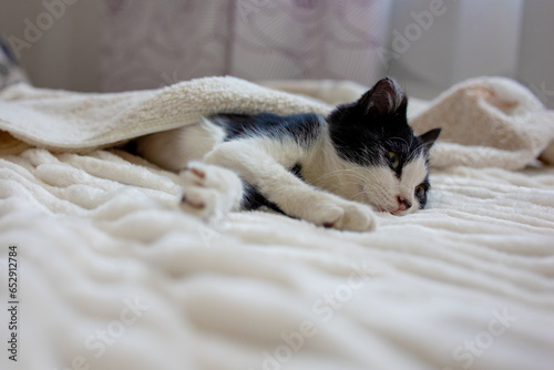 A cute black and white kitten is sleeping on a white soft blanket. The cat is best to nap on the bed. Comfortable pets sleep in a cozy house. © evgeniia_1010