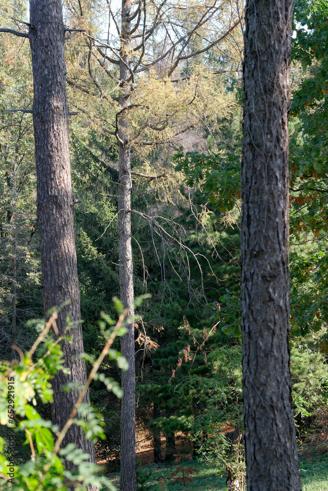 Fototapeta premium Forest landscape with coniferous trees on an autumn sunny day
