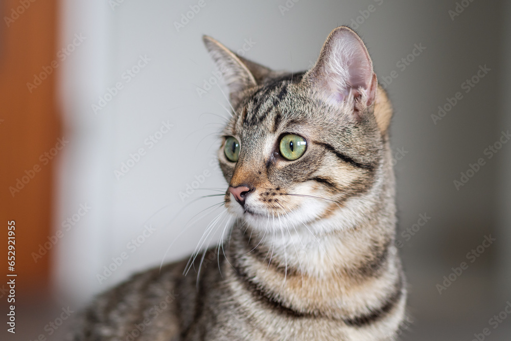 Head portrait of a pretty young cat looking amazed