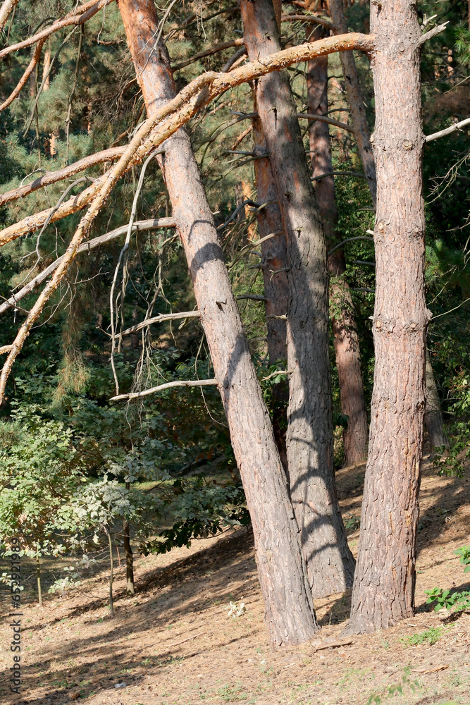 Fototapeta premium Forest landscape with coniferous trees on an autumn sunny day