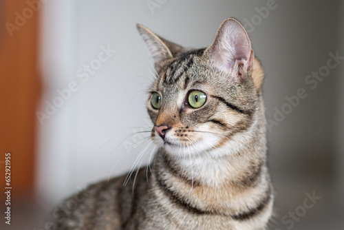 Head portrait of a pretty young cat looking amazed © StefanieMüller