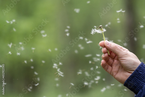 A hand holds a dandelion and the seeds fly around