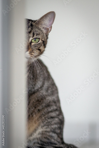 cat looks lovingly around the corner