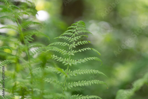 Fern leaf structure - tropical foliage - green nature background photo