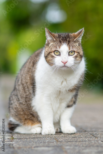 A wild cat sits and looks into the camera