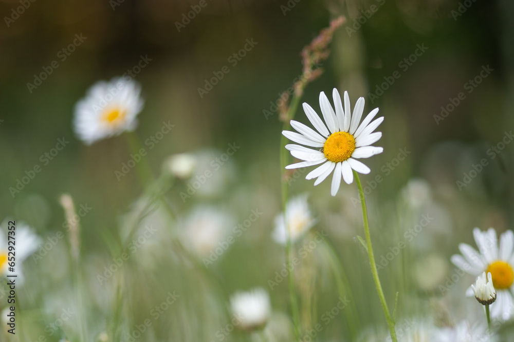 Wildflowers in a meadow - daisies on green grass background Wildflowers in a meadow - daisies on green grass background