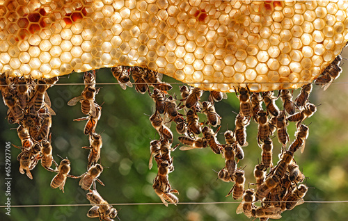 Bienen bauen Waben photo