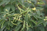 Pigeon Pea or Tuvar Beans Vegetable on Plant, Toor Beans, Tur Beans 