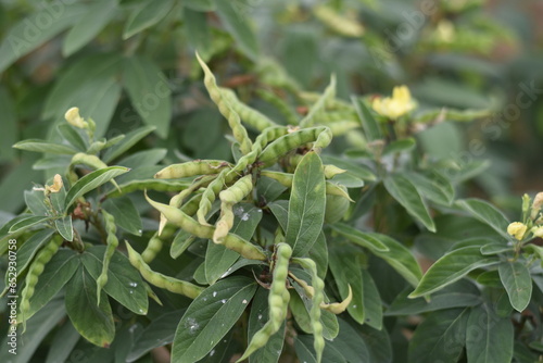 Pigeon Pea or Tuvar Beans Vegetable on Plant, Toor Beans, Tur Beans  photo