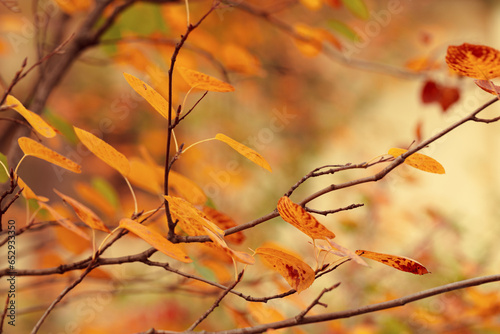 Beautiful autumn nature background with yellow leaves on tree branches or berry bushes and blurry background with sunlight and bokeh, Autumnal colorful foliage in park or forest, fall backdrop