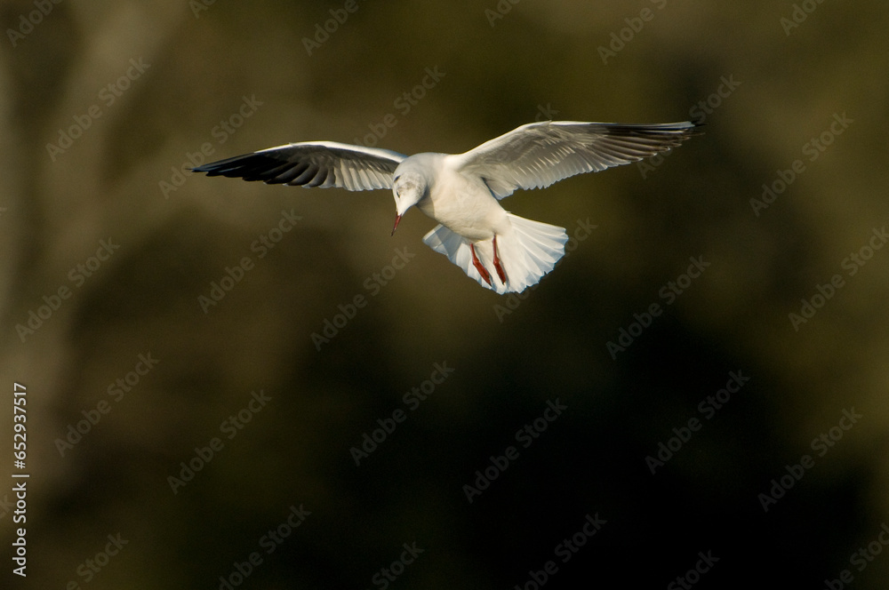 Seagull hovering over a pond in Extremadura, Spain Seagull hovering over a pond in Extremadura, Spain