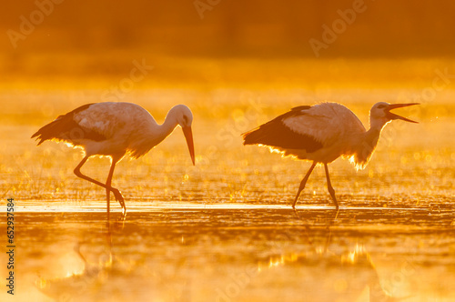 White storks feeding in a pond at a golden sunset