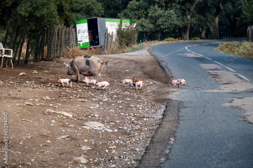 boar family walking in the Castagniccia region of Corsica photo