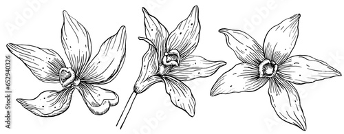 Vanilla Flowers set. Hand drawn vector illustration of orchid plants on isolated background. Drawing of herbal ingredient for cooking. Floral bundle in line art style painted by black inks.