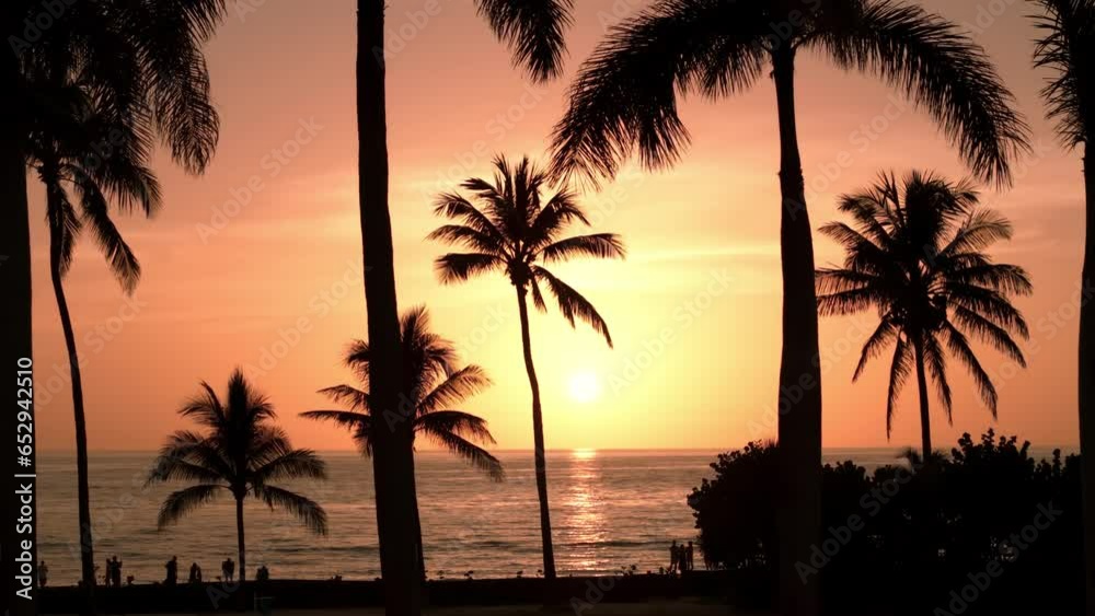 Silhouette of palm trees on beach at sunset time . Aerial wide view footage Silhouette of palm trees on beach at sunset time . Aerial wide view footage