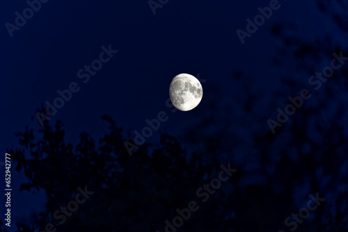 Tree quarter moon up in the sky with defocus apple trees in the foreground on a dark autumn night at City of Zürich. Photo taken September 26th, 2023, Zurich, Switzerland.